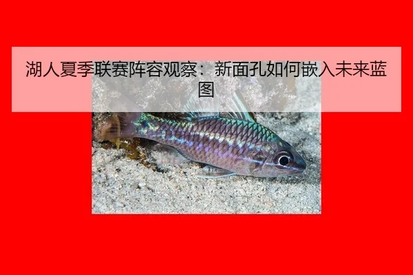 湖人夏季联赛阵容观察：新面孔如何嵌入未来蓝图